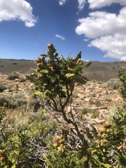 Chamaebatiaria millefolium