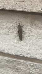 Pelochrista similiana