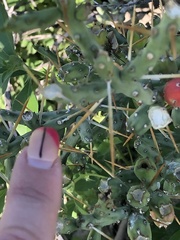 Cylindropuntia leptocaulis