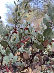 Arctostaphylos viscida viscida