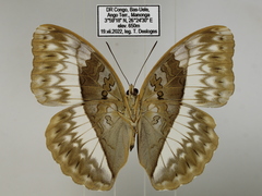 Cymothoe jodutta mostinckxi