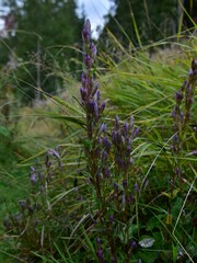 Gentianella amarella