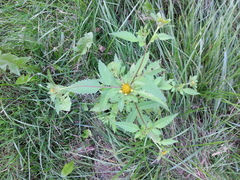 Bidens vulgata