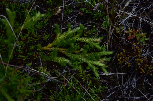 plavúň obyčajný (Lycopodium clavatum)