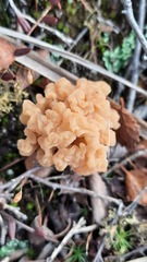 Clavulinopsis subarctica
