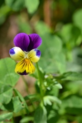 Viola × wittrockiana
