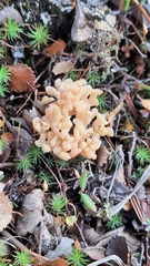 Clavulinopsis subarctica