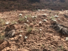 Munroa squarrosa