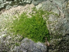 Gymnostomum aeruginosum