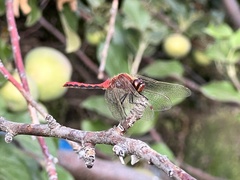 Sympetrum obtrusum