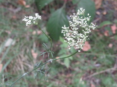 Kadenia dubia