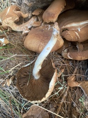 Gymnopilus penetrans