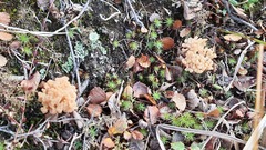 Clavulinopsis subarctica