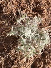 Munroa squarrosa