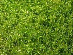 Gymnostomum aeruginosum