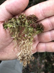 Sphagnum