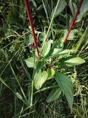 Cornus sericea