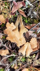 Clavulinopsis subarctica