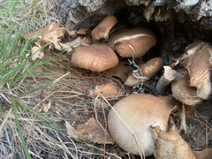 Gymnopilus penetrans