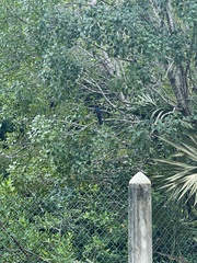 Trogon melanocephalus