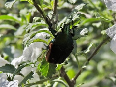 Cotinis mutabilis