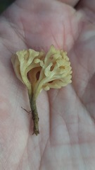 Clavulinopsis subarctica