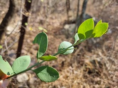 Osyris lanceolata