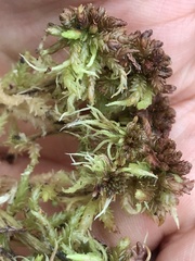 Sphagnum