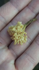 Clavulinopsis subarctica