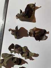 Andricus quercuspetiolicola