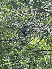 Trogon melanocephalus