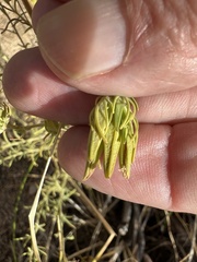 Cordylanthus ramosus