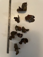 Andricus quercuspetiolicola