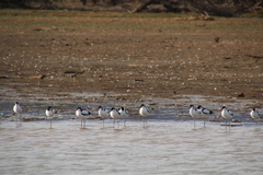 Recurvirostra avosetta