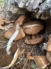 Gymnopilus penetrans