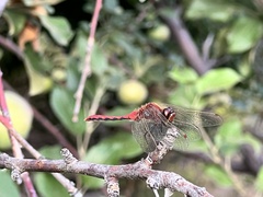 Sympetrum obtrusum