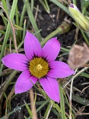 Romulea rosea