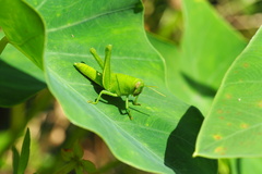 Cyrtacanthacridini