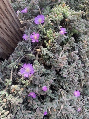 Drosanthemum