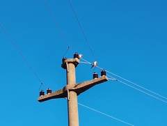 Streptopelia decaocto
