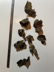 Andricus quercuspetiolicola