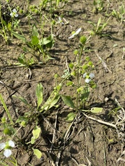 Echinodorus berteroi