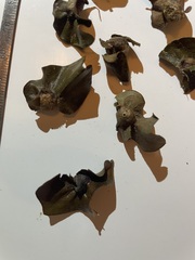 Andricus quercuspetiolicola