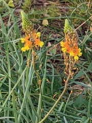 Angiospermae