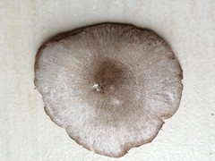 Pluteus ephebeus