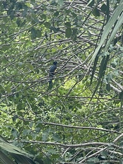 Trogon melanocephalus