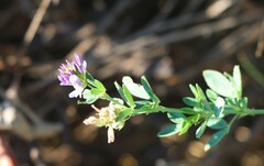 Medicago sativa