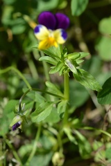 Viola × wittrockiana
