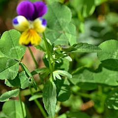 Viola × wittrockiana