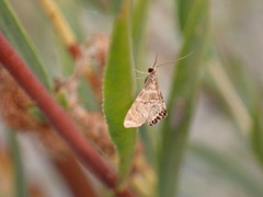 Petrophila confusalis
